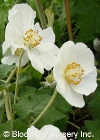 Abutilon x suntense 'Alba'